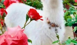 吃瓜网小羊,揭秘娱乐圈幕后故事，带你领略明星真实生活