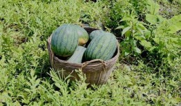 畅游在瓜田里吃瓜,尽享夏日甜蜜时光