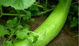 吃瓜就吃生瓜,揭秘吃瓜群众的生瓜情结