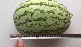 玄学算命 科学吃瓜,揭秘命运与美食的神秘联系