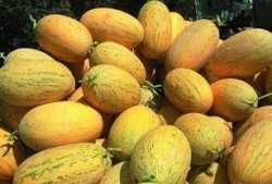 中医吃哈密瓜,中医视角下的清凉甘甜