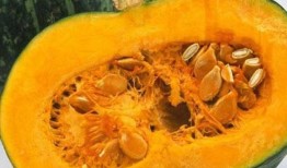 附子瓜老了可以吃吗,附子瓜成熟后的食用价值与注意事项