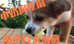 农村吃瓜的狗,悠闲乡村生活的缩影