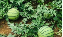 焦作武陟吃瓜事件,一场网络热议背后的真相与反思