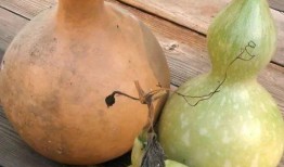 孕早期吃葫芦瓜,营养美味，助力母婴健康