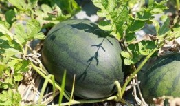 畅游在瓜田里吃瓜,尽享夏日甜蜜时光