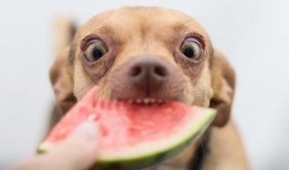 农村吃瓜的狗,悠闲乡村生活的缩影