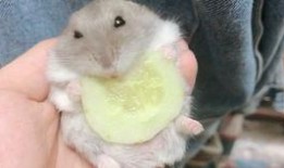 仓鼠吃瓜法,健康美味两不误的宠物饮食新潮流