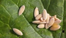 莲湖花园吃瓜,夏日吃瓜盛宴，品味生活美好时光