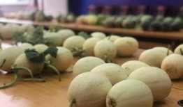 椒江方远吃瓜,揭秘吃瓜群众的狂欢盛宴