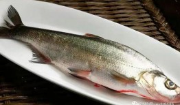 吃活八瓜鱼韩国,探寻吃活八瓜鱼的独特风味