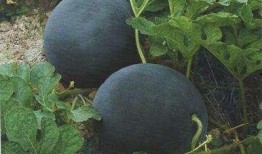 99交个朋友 吃瓜,吃瓜群众狂欢盛宴