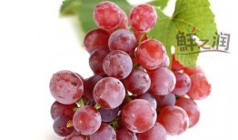 提子视频吃瓜视频,揭秘网络娱乐的甜蜜与辛辣