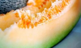 我在吃瓜哈密瓜的瓜,揭秘哈密瓜的“吃瓜”奥秘