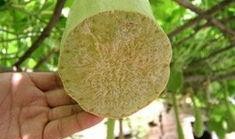 吃鲜瓜,尽享清凉美味时光