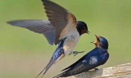 小燕子每日吃瓜,娱乐圈新鲜事盘点