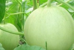 怀孕可以吃春瓜吗,春瓜，孕妇的夏季美味选择