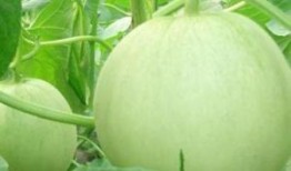 怀孕可以吃春瓜吗,春瓜，孕妇的夏季美味选择