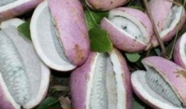 瓜婆娘吃八月瓜,一场味蕾与自然的邂逅