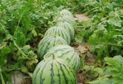 99交个朋友 吃瓜,吃瓜群众狂欢盛宴