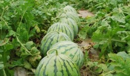 99交个朋友 吃瓜,吃瓜群众狂欢盛宴