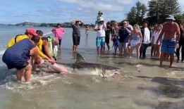 巨轮开上沙滩吃瓜,游客现场“吃瓜”见证奇观