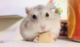 仓鼠吃哈密瓜怎么吃,美味探索与食用指南