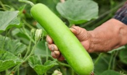 日常吃的瓜,探寻日常生活中的甜蜜滋味