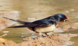 小燕子每日吃瓜,娱乐圈新鲜事盘点