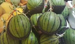 莱阳专用吃瓜,探寻专用吃瓜的奥秘之旅