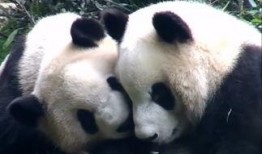 大熊猫传统吃瓜,传统吃瓜乐趣