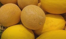 我在吃瓜哈密瓜的瓜,揭秘哈密瓜的“吃瓜”奥秘