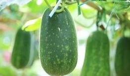 什么瓜没虫吃,揭秘自然界的奇妙生态平衡