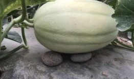 羊角瓜老了怎么吃最好,探索最佳食用技巧