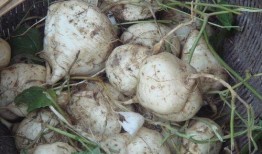 满月可以吃土瓜,土瓜美食之旅