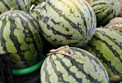 冷日吃瓜,冷日吃瓜，清凉一夏的惬意时光