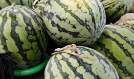 冷日吃瓜,冷日吃瓜，清凉一夏的惬意时光