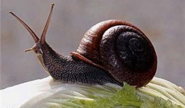 蜗牛吃葫芦瓜视频,一场奇妙的食草冒险