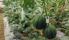 五个毛吃瓜现场,揭秘网络舆论背后的真相与笑料