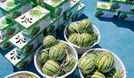 大林子吃瓜爆料,娱乐圈那些不为人知的瓜料大揭秘