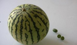 脾胃虚弱别吃瓜,揭秘瓜类食物对脾胃的影响