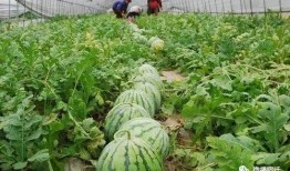 朝阳花园吃瓜,一场吃瓜盛宴背后的故事