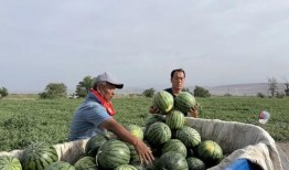 郓城吃瓜事,一场引发全民热议的网络狂欢