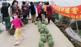 昆山吃瓜比赛,吃瓜比赛一触即发，瓜王争霸谁主沉浮？