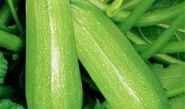 莘塍吃瓜,揭秘当地特色美食背后的故事