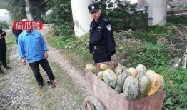 焦作武陟吃瓜事件,一场网络热议背后的真相与反思