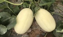 羊角瓜老了怎么吃最好,探索最佳食用技巧