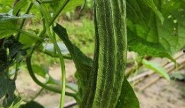 中国极速吃瓜大王,揭秘网络红人的崛起之路