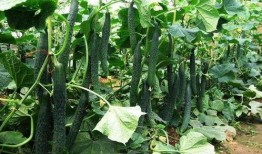 相逢时节吃瓜,一场别开生面的夏日盛宴