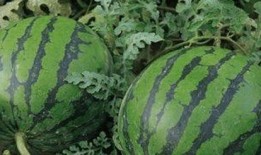 吃瓜可以吗,吃瓜群众视角下的娱乐圈风云